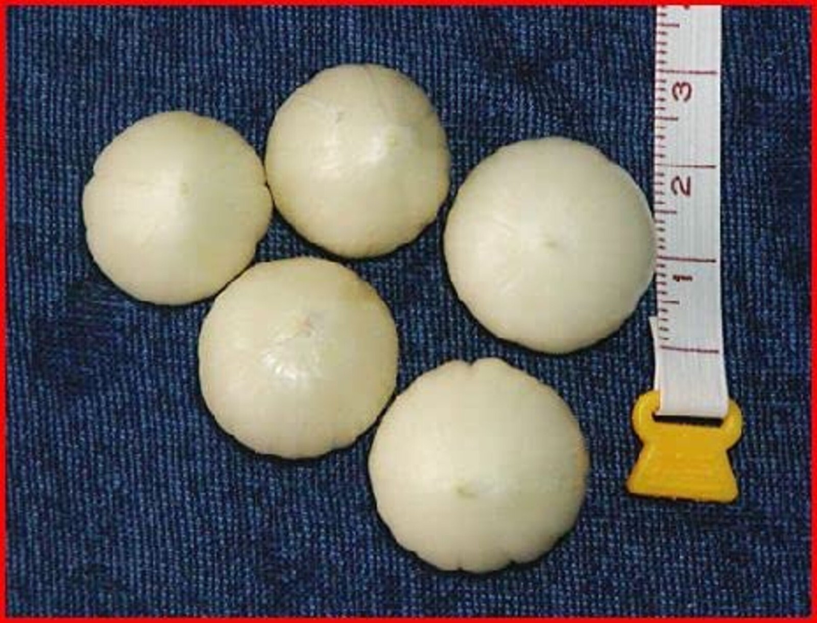 Desi Single Clove Garlic 100% Pure Natural Ek Pothi Lahsun Garlic Bulb 3.5 Oz