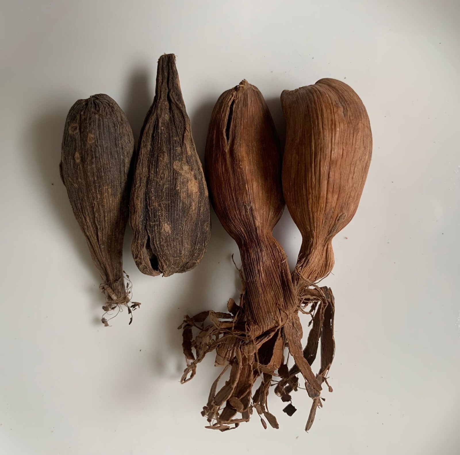 Whole Mbongo Spice | alligator pepper | 4 fruits | Fresh from Cameroon