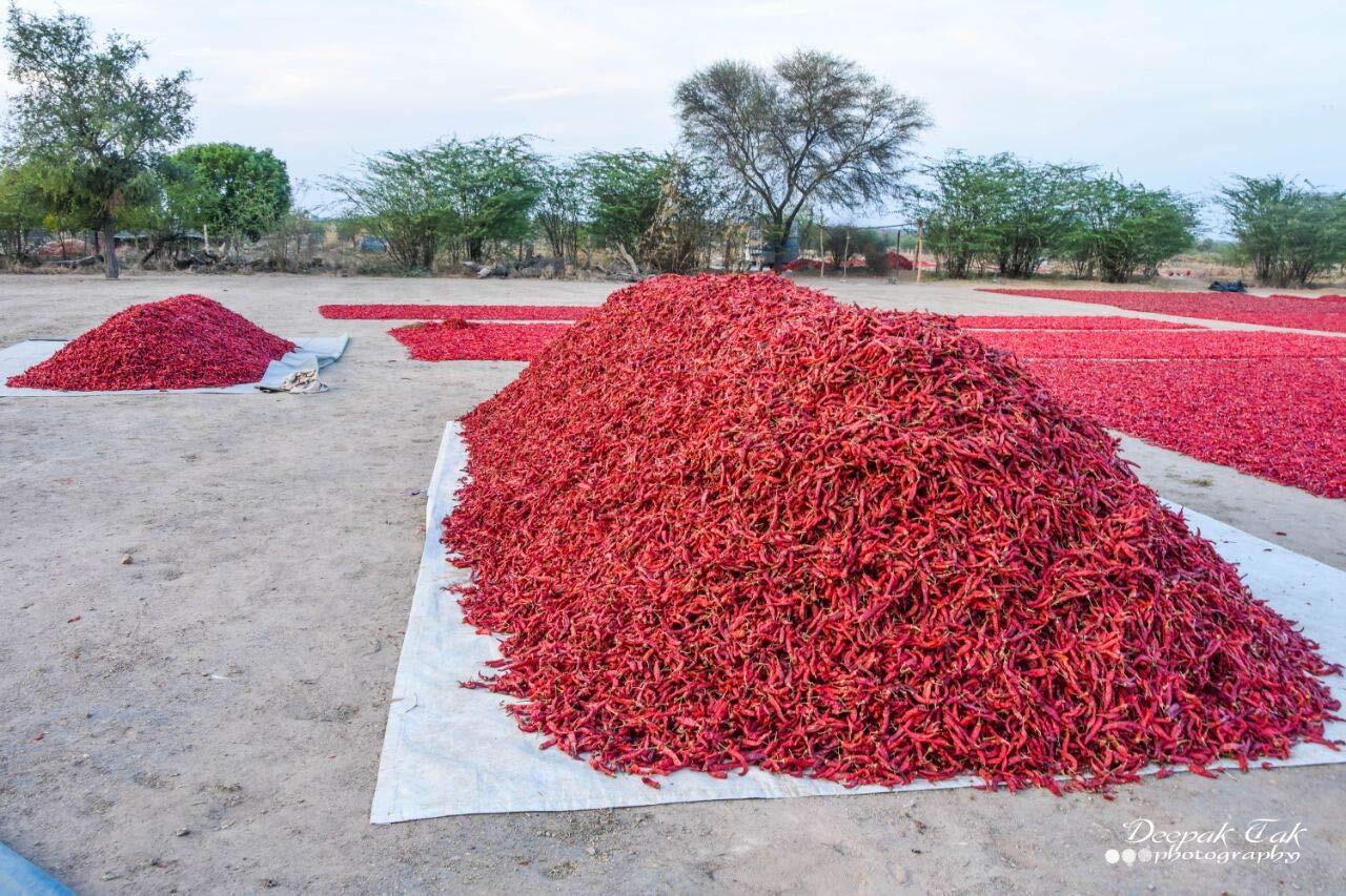 Red Chilli (Lal Mirch)(Stemless) ( 300g), 70 Years of Trust BEST QUALITY .
