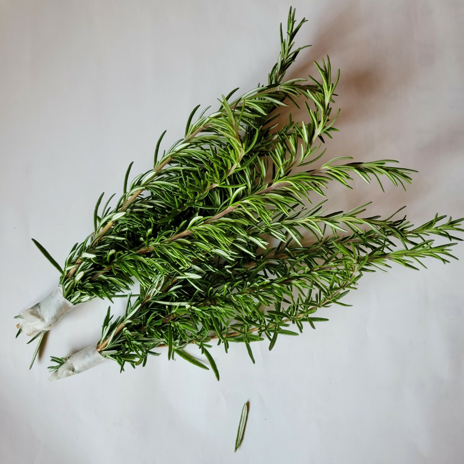 10 or 20 Fresh Rosemary Sprigs Cut to Order, Organic Herb Spice/Tea, 10” Long