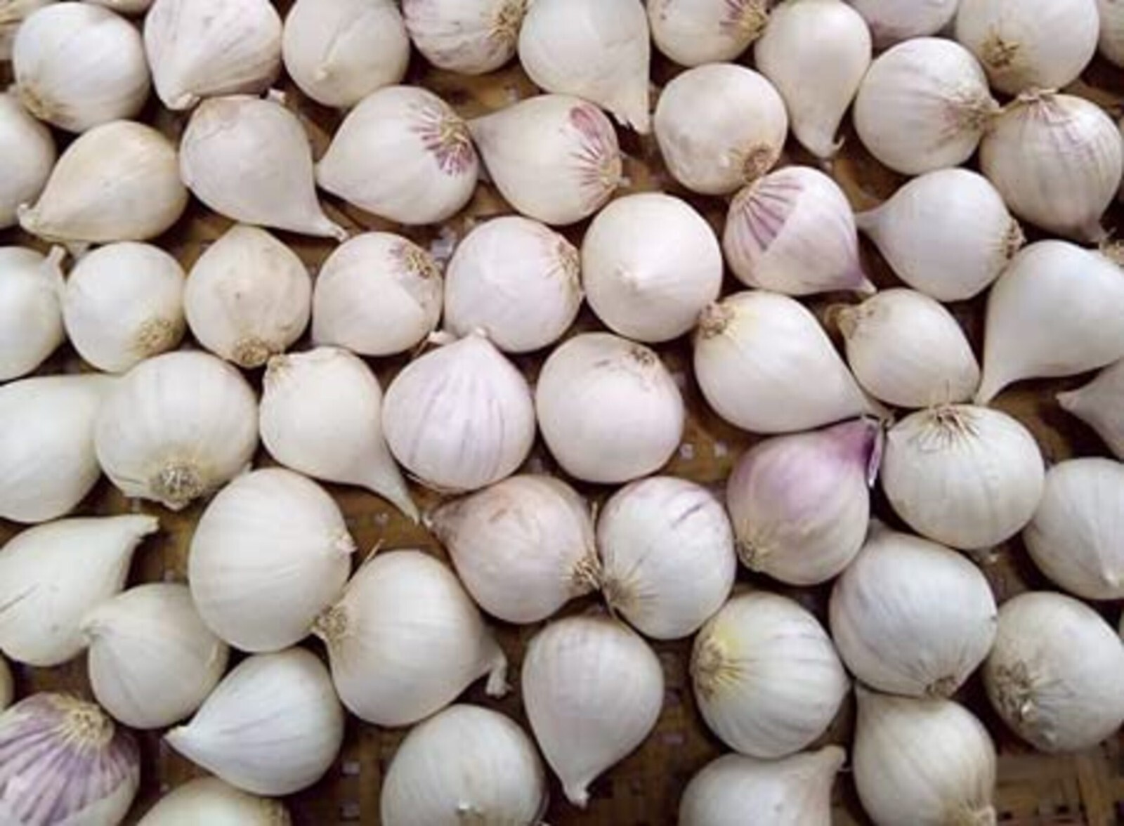 Single Clove Garlic 100% Pure Natural Ek Pothi Lahsun Garlic Bulb (Not Hybrid)