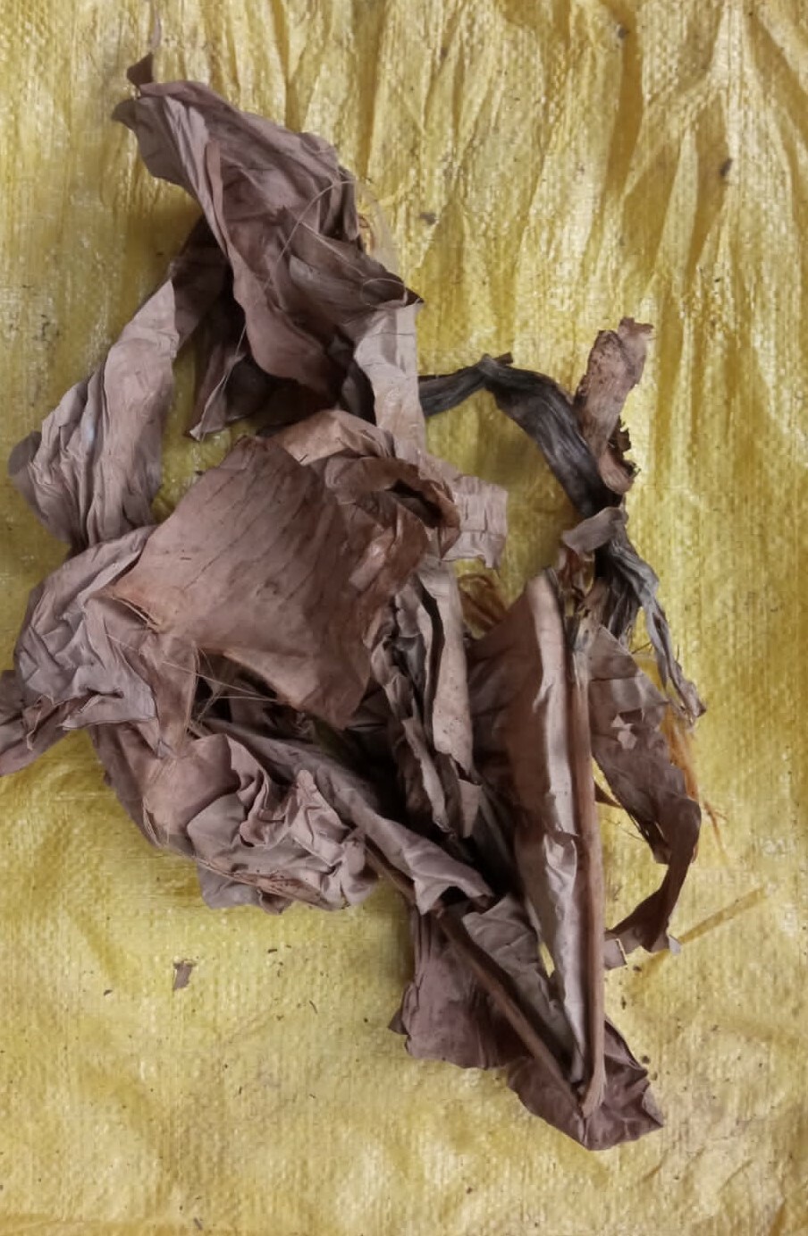 Dried Banana 100 Pieces Pet Supplies Fish Aquarium Shrimp Cleaning Organic eco