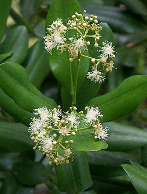 BAY RUM TREE LEAVES LEMON SCENT PIMENTA RACEMOSA CITRFOLIA ORGANIC