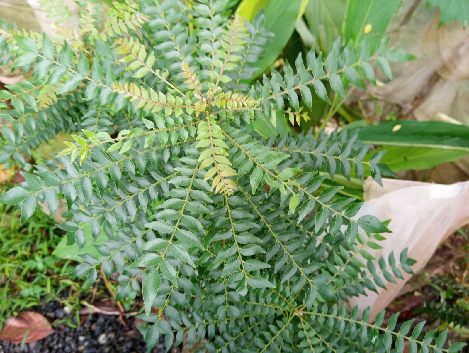 Fresh Dried Curry Leaves Curry Leaf 100% Pure and Organic Natural Ceylon Spices