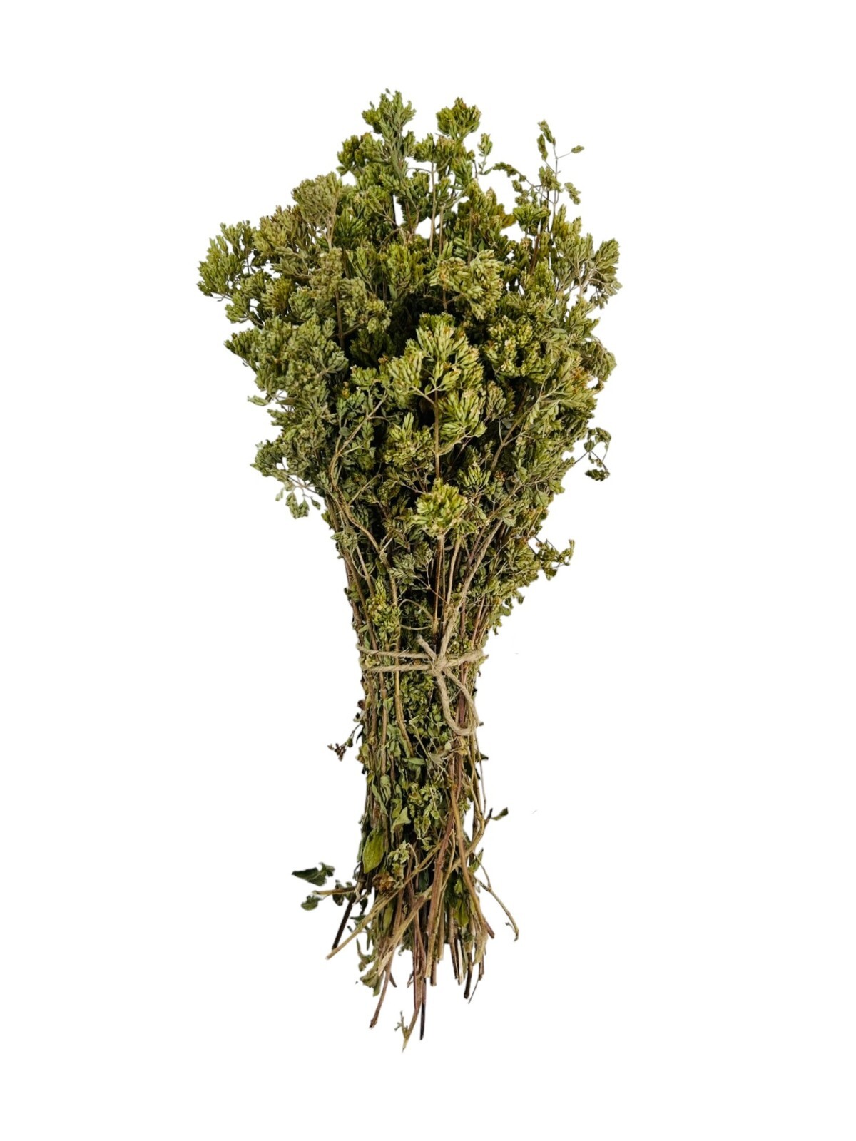 Greek Mountain Oregano Whole Bunch | Harvest 2023 | Origanum VULGARE