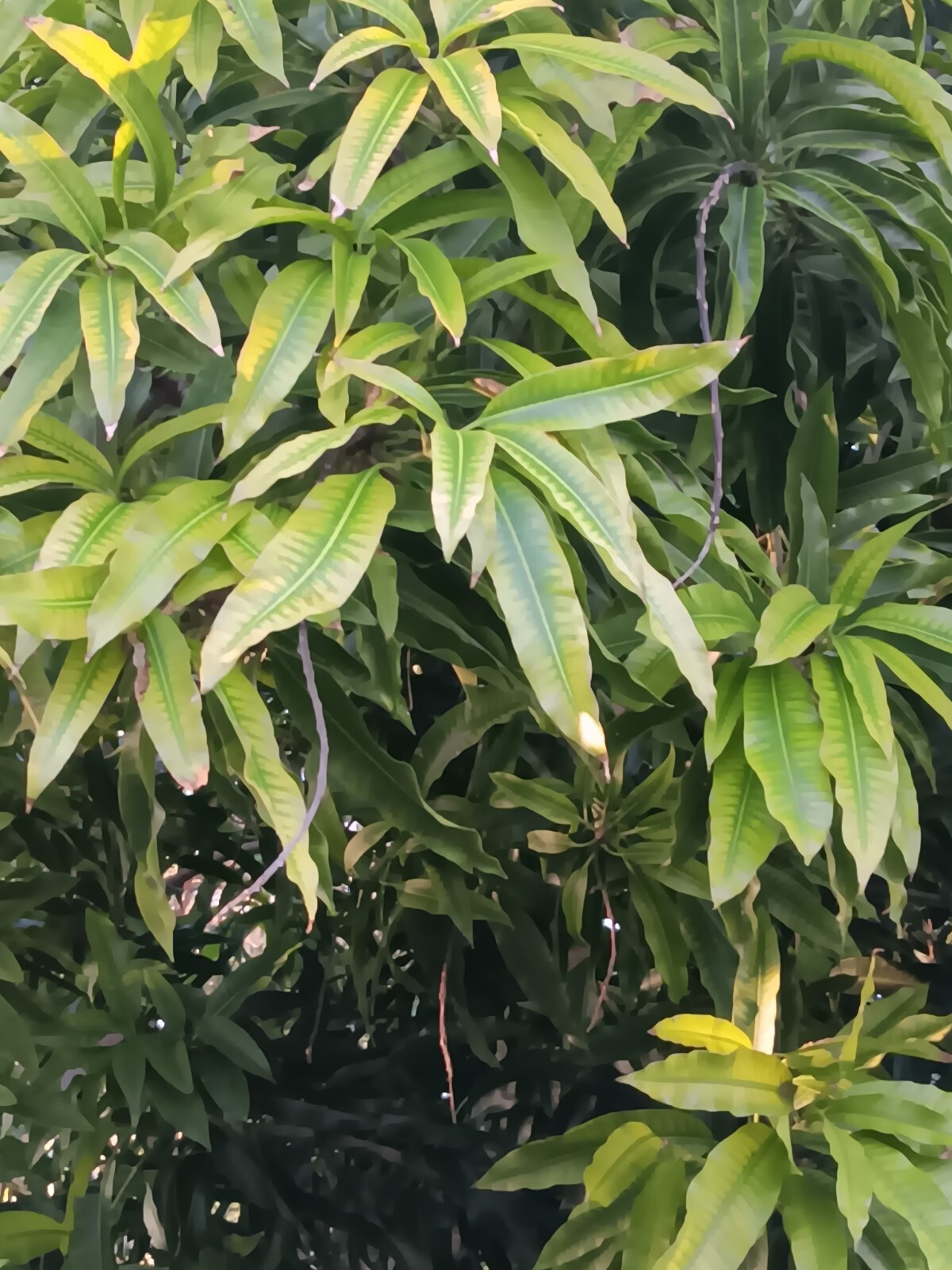 fresh mango leaves
