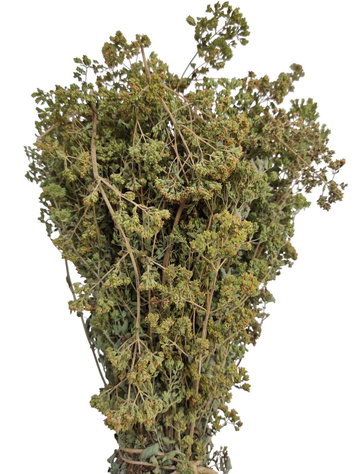 Certified Organic Greek Dried Mountain Oregano Bunch 460g – Origanum vulgare
