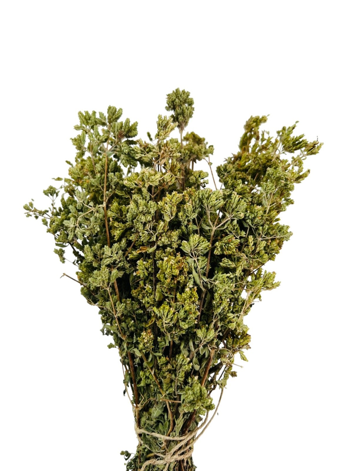 Greek Mountain Oregano Whole Bunch | Harvest 2023 | Origanum VULGARE