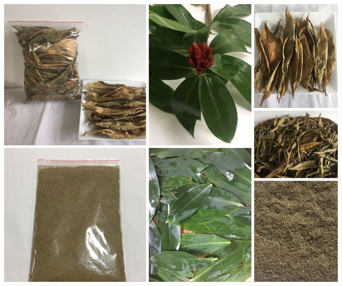 Insulin Canereed/Costus/Thebu Dried Leaves 100% Ceylon Organic -Diabetic Patient