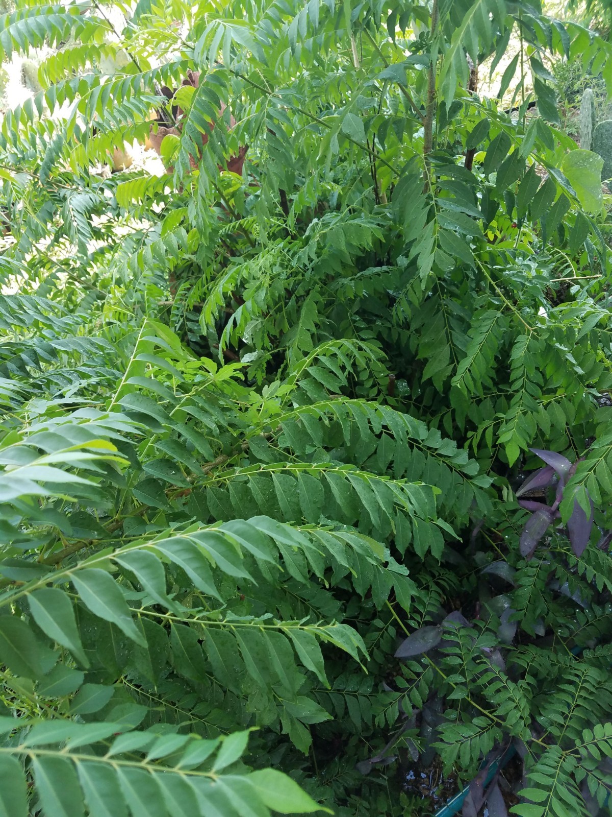 USA Organic Fragrant Fresh CURRY LEAVES Murraya koenigii Herb 20 Stems