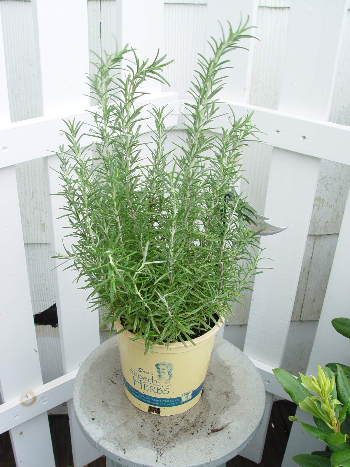 Fresh Rosemary Herb Plant – Rosmarinus officinalis ‘Arp’, 1-Size Container