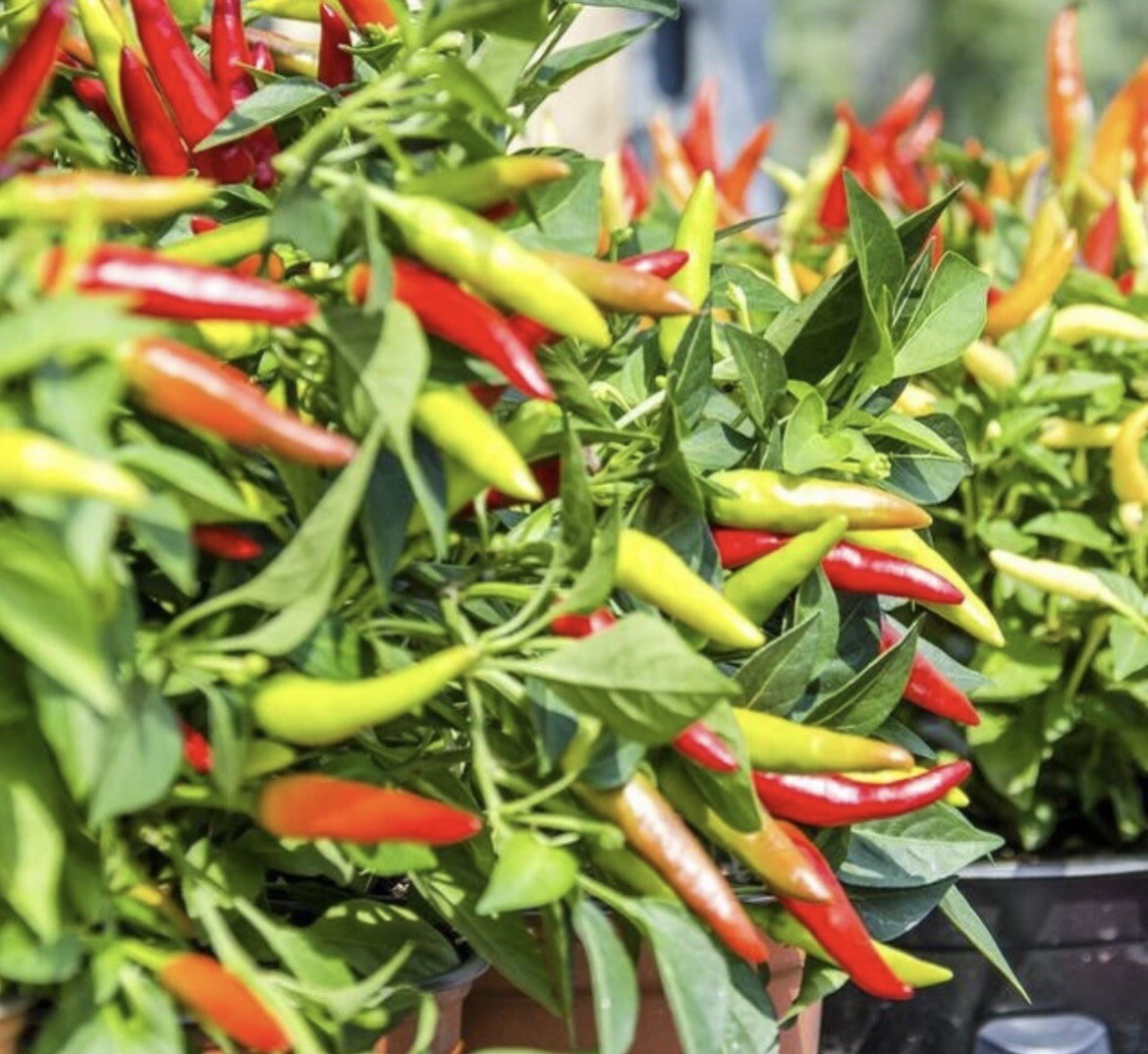 20 Dried Indonesian Cabe Rawit Cheyenne Pepper For Cooking And Planting