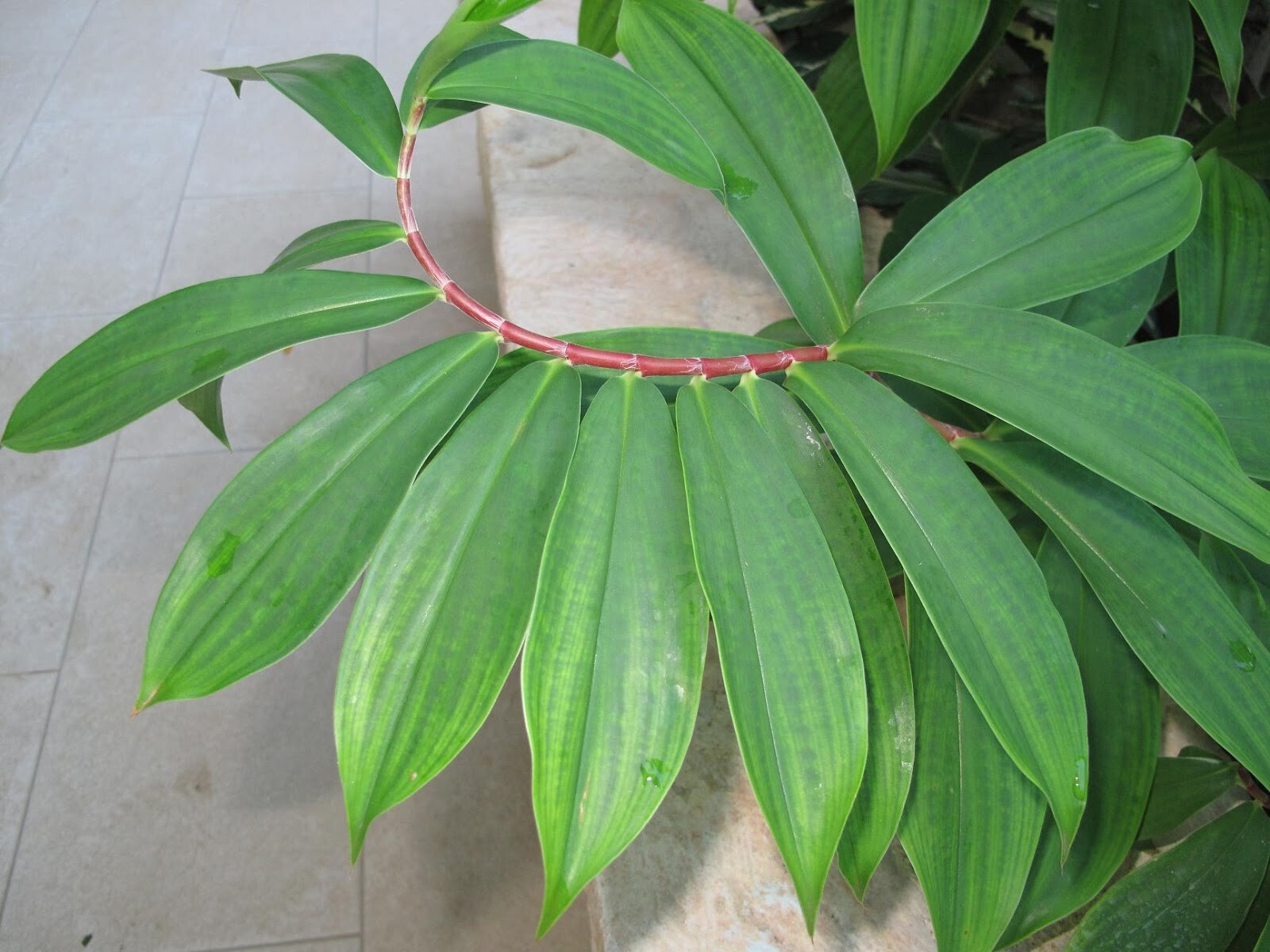 Insulin Plant Leaf Powder (Costus Igneus) for Diabetic Patients (Thebu)