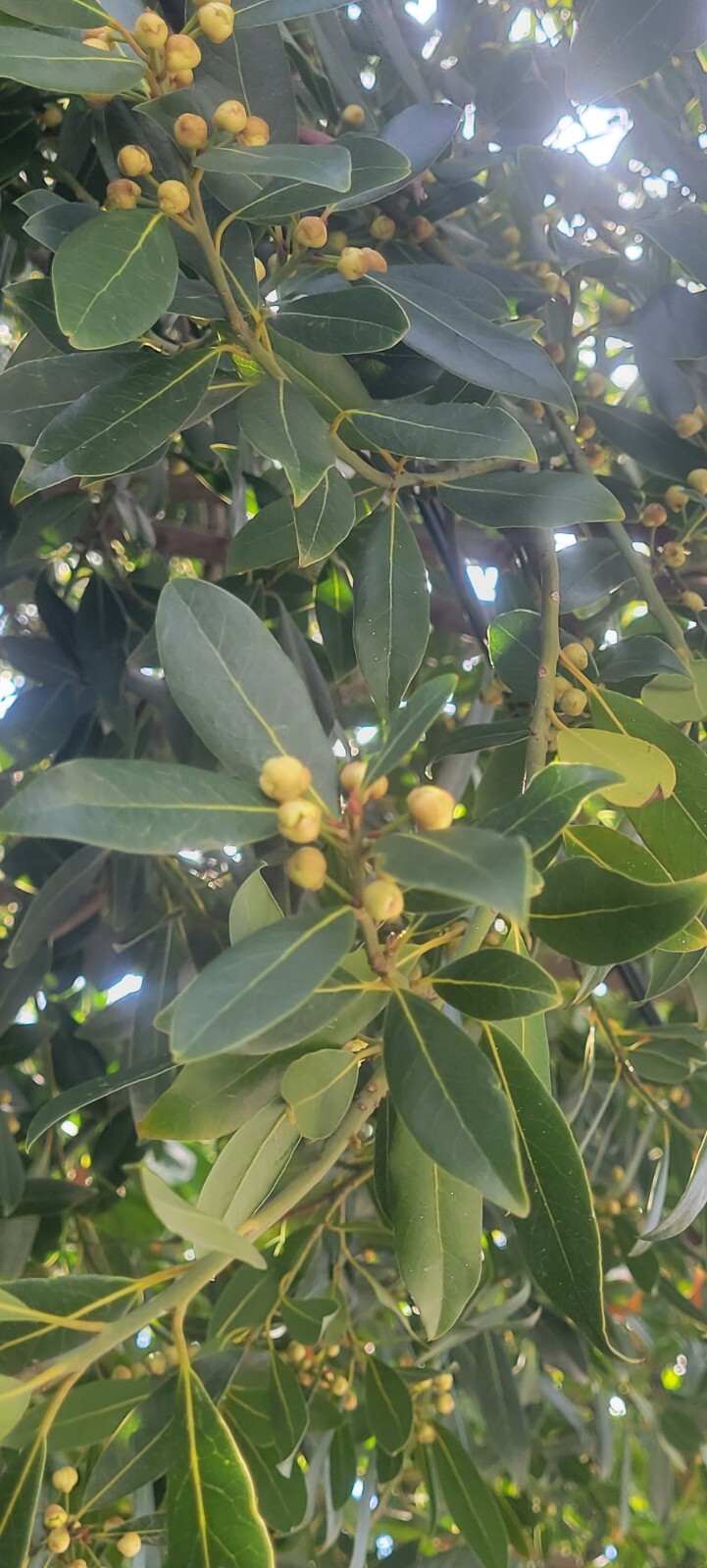 100 Fresh Organic Bay Leaves Leaf, Fresh Pick (1.5″ – 2.5″ long)