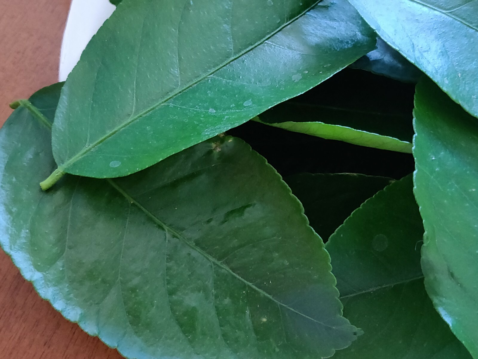 100 HOJAS DE LIMON ORGANICAS FRESCAS 100 FRESH ORGANIC LEMON LEAVES
