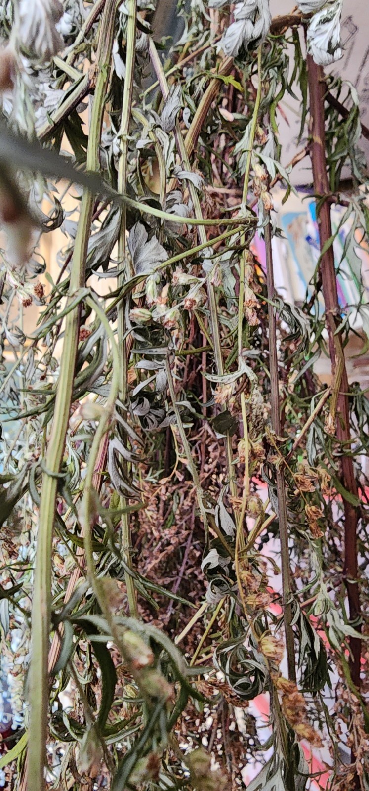 Mugwort Herb Wild Crafted Dried Artemisia Vulgaris, 1oz
