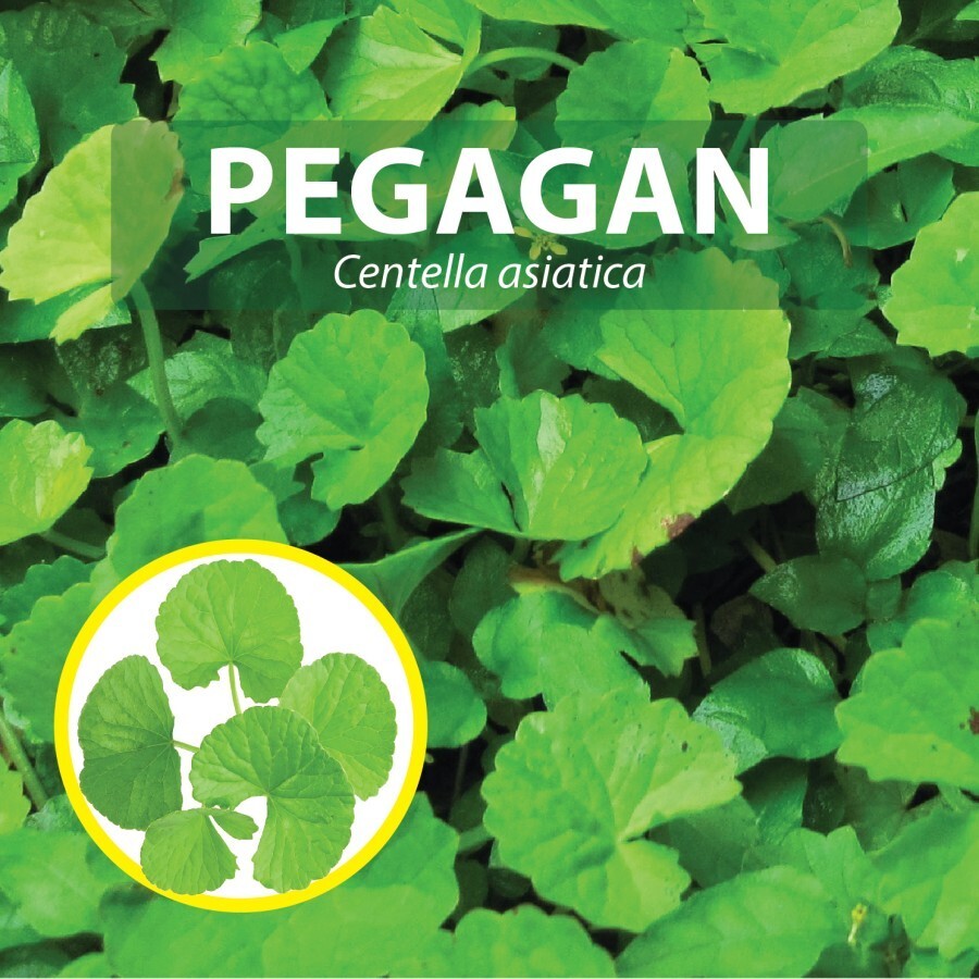 GREEN LEAF / ANTAN 100 Capsules Organic Herbs Spices Fresh Pure Hygienic Premium