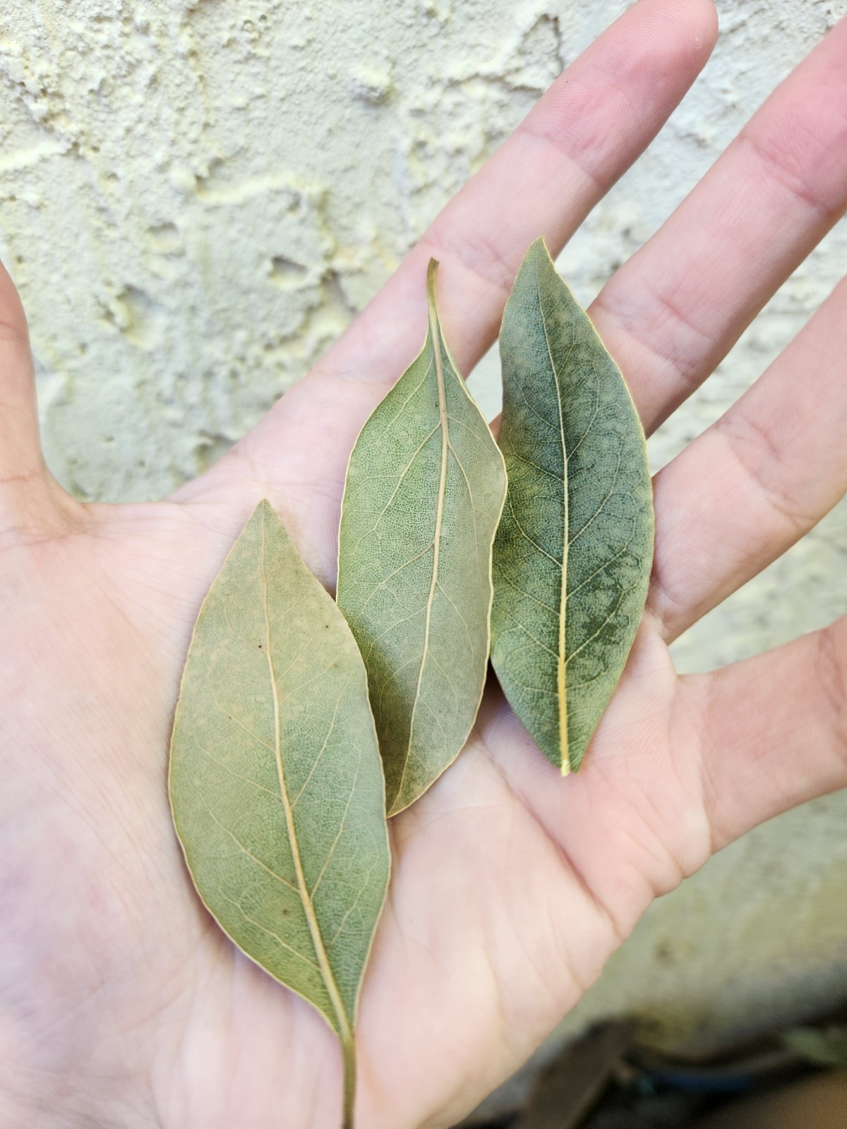 4oz Whole DRIED BAY LEAVES – Laurus Nobilis – 20 + Leaves – Organic Bay Laurel