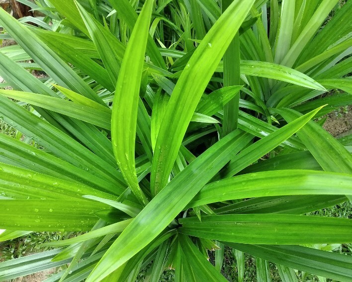 Dried Pandan Leaves Cut Organic Pure Dehydrated Quality Ceylon Spices Sundried