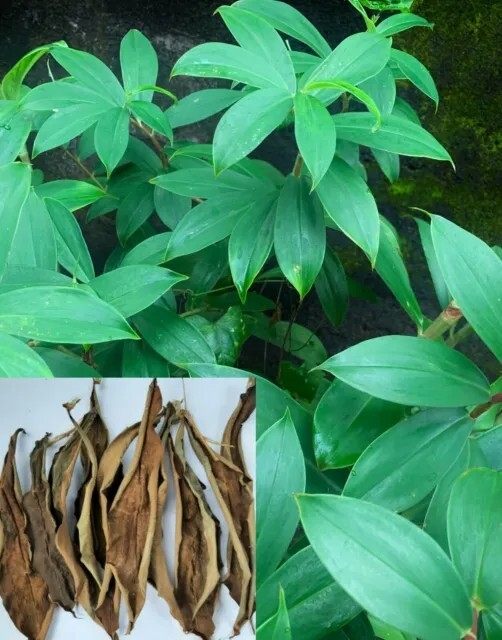 Insulin Canereed/Costus/Thebu Dried Leaves 100% Ceylon Organic -Diabetic Patient