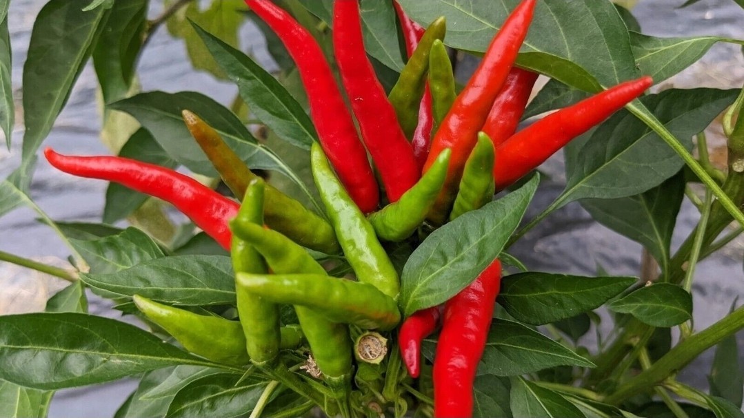 1 Pound / Dried Yatsufusa Hot Chile Peppers / Spicy / DELICIOUS / Rare