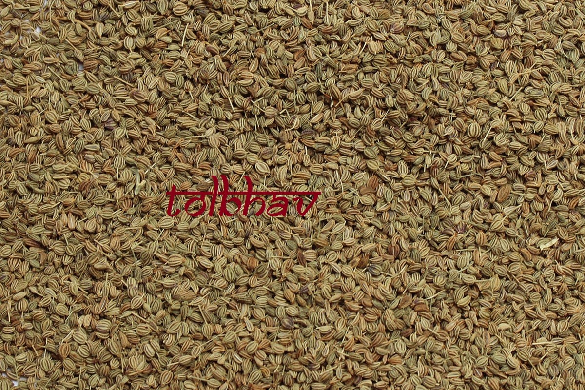100% Natural Pure Carom Seed / Ajwain Spice Herb Best Quality From India