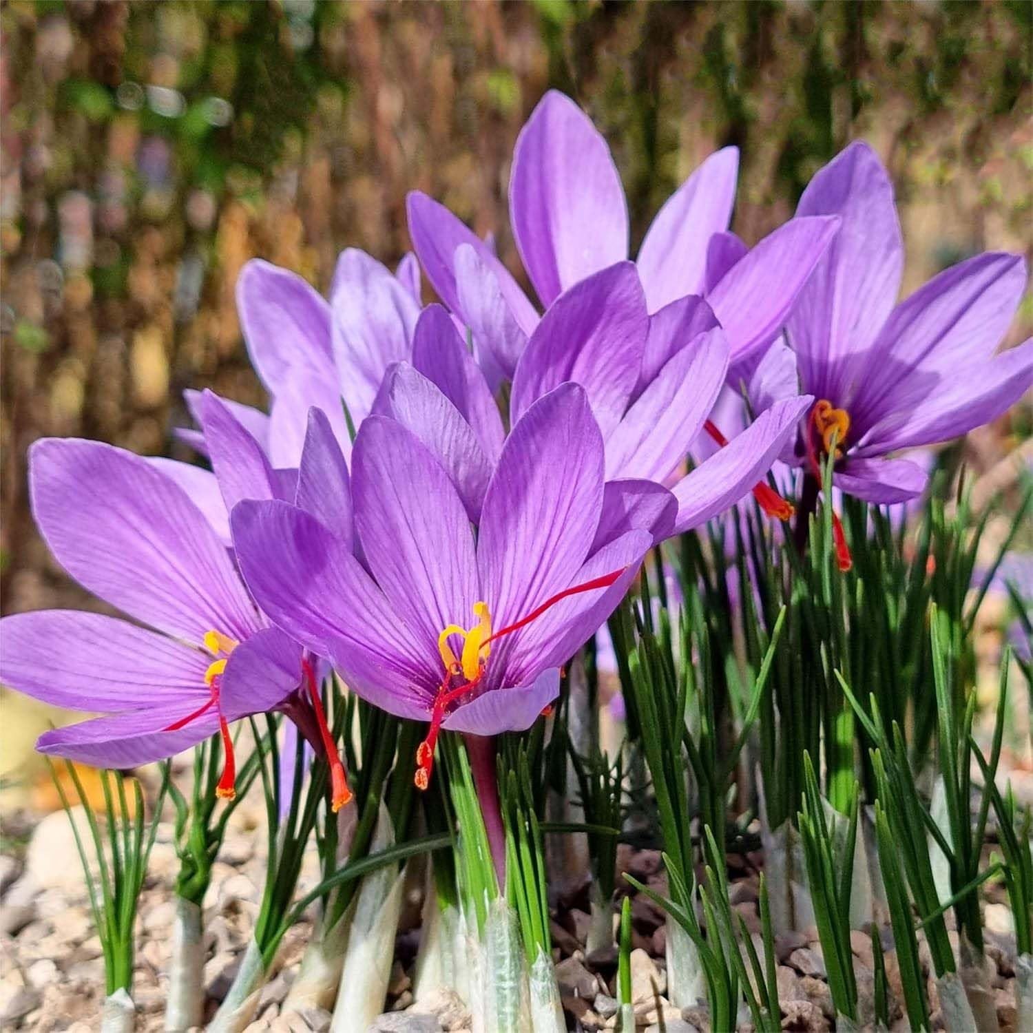 50 Saffron Crocus Sativus Corms Bulbs -Large 9 Cm Corms – Instructions Will b…