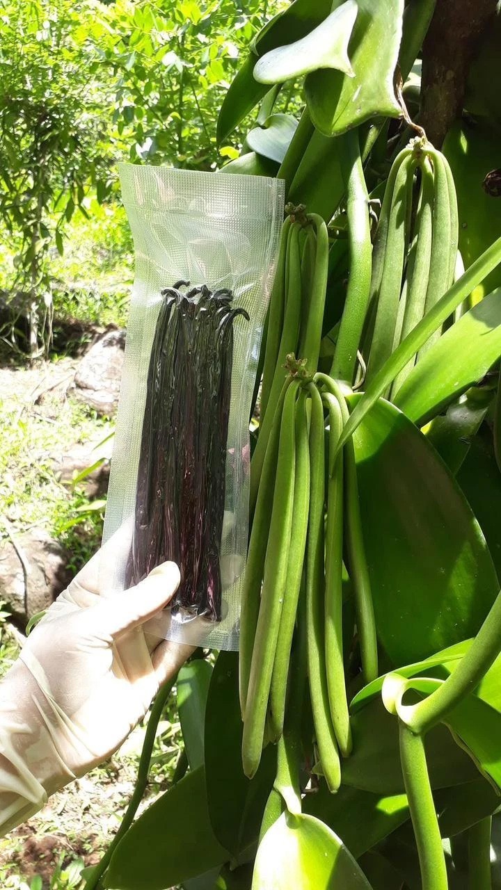 100% Organic Ceylon Vanilla Beans A Grade Best Quality Pure Great for Extraction