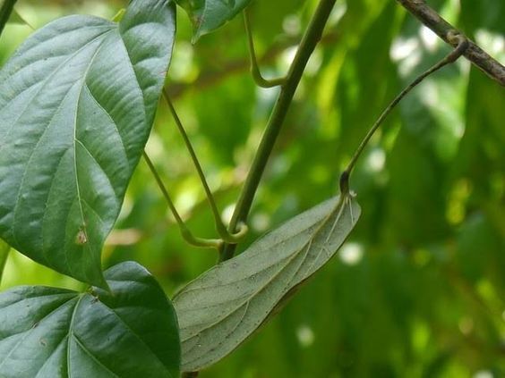 Dried Herb Anamirta cocculus Levant Berry Pen kottai Thiththa wel 100-750g