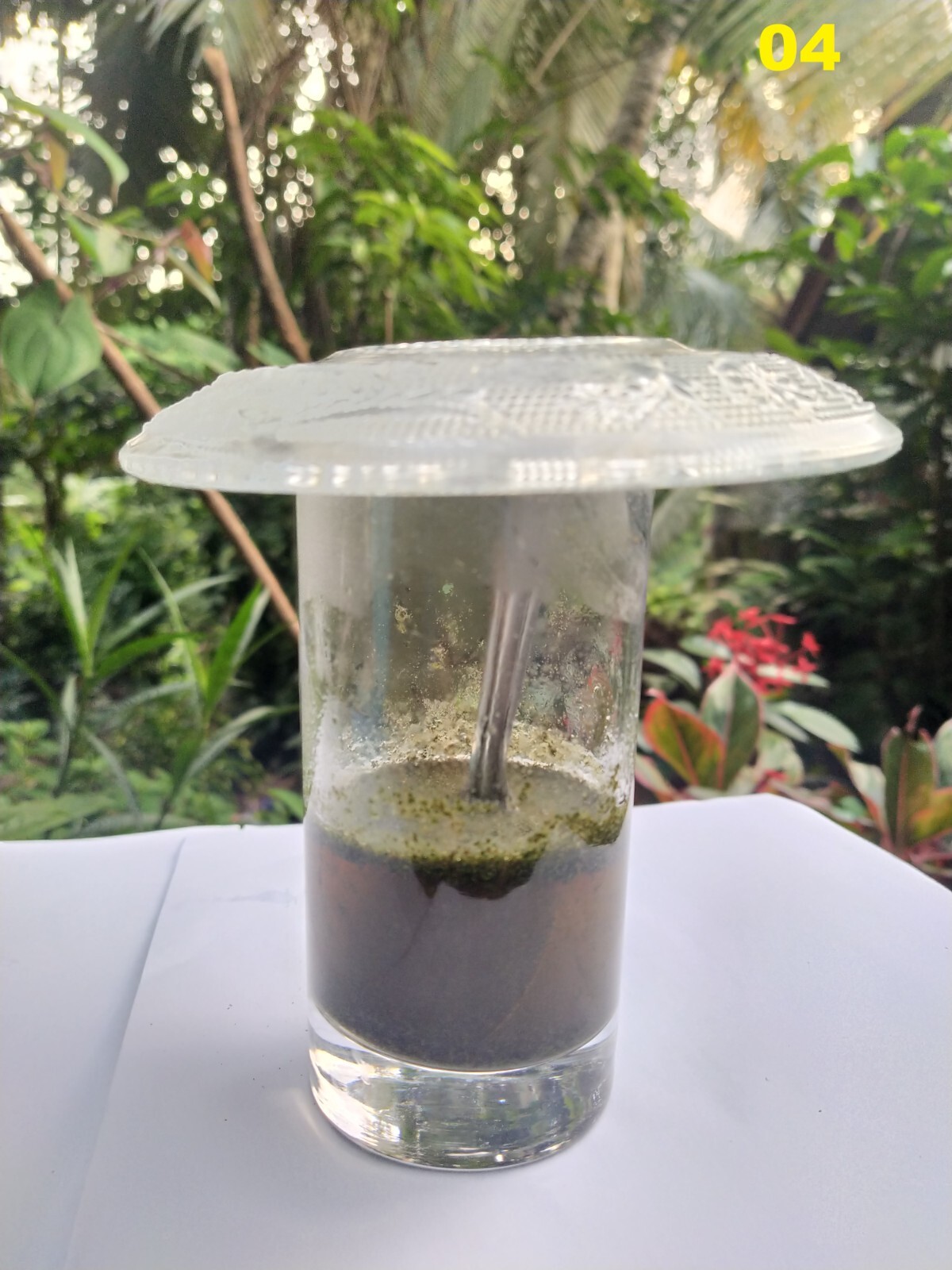 Curry Leaves Murraya koenigii Curry Tree Sweet Neem Ceylon Spice 3.5-26.5oz