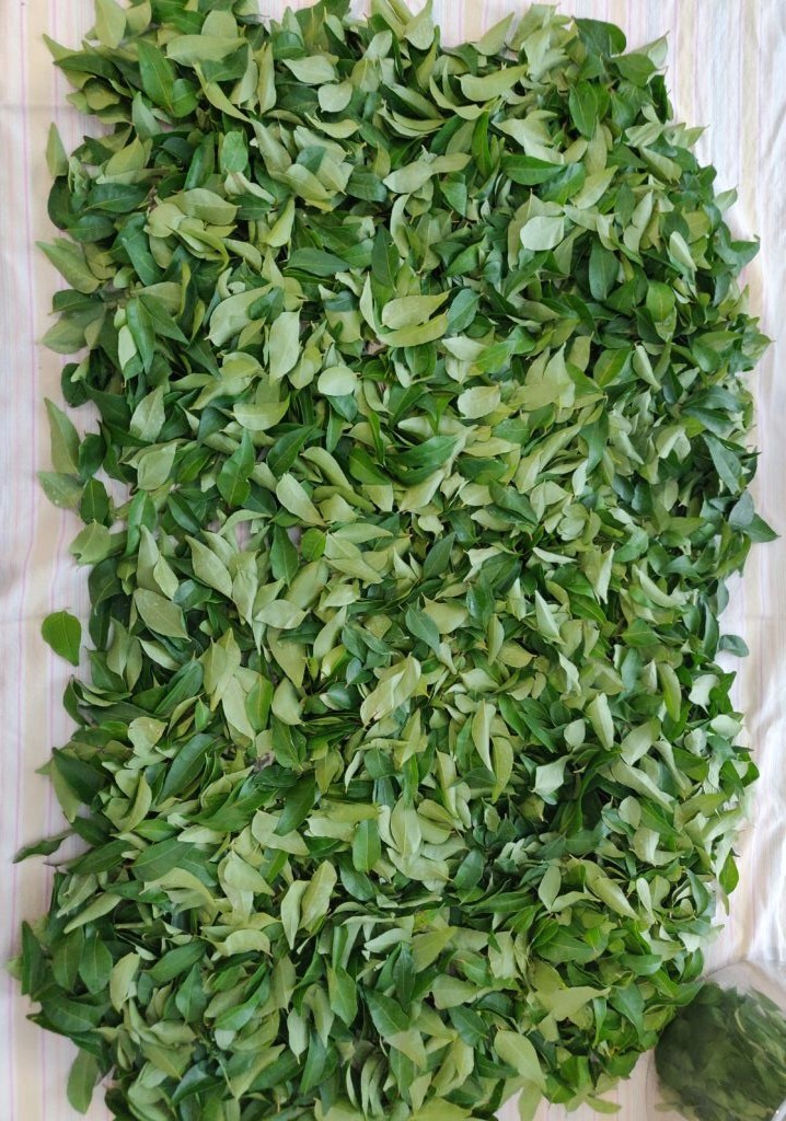 Curry Leaves Natural Fresh Best Flavored 100% New Ceylon Product Free Shipping..