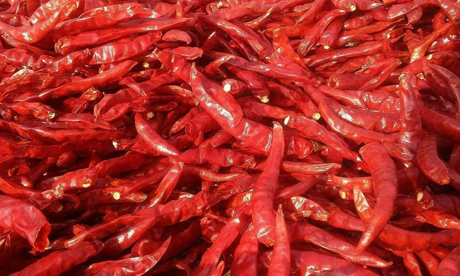 Jodhpuri Mathania Red Chilli Whole, Lal Mirch Sabut / Best for Mutton