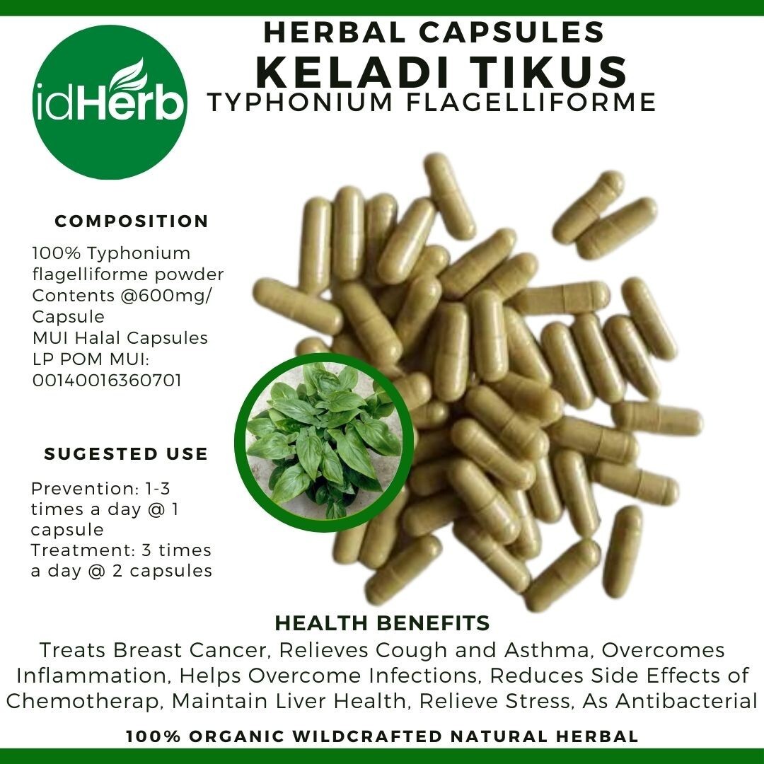 Capsules Typhonium Flagelliforme Keladi Tikus Natural herbal Organic 100% Herbs