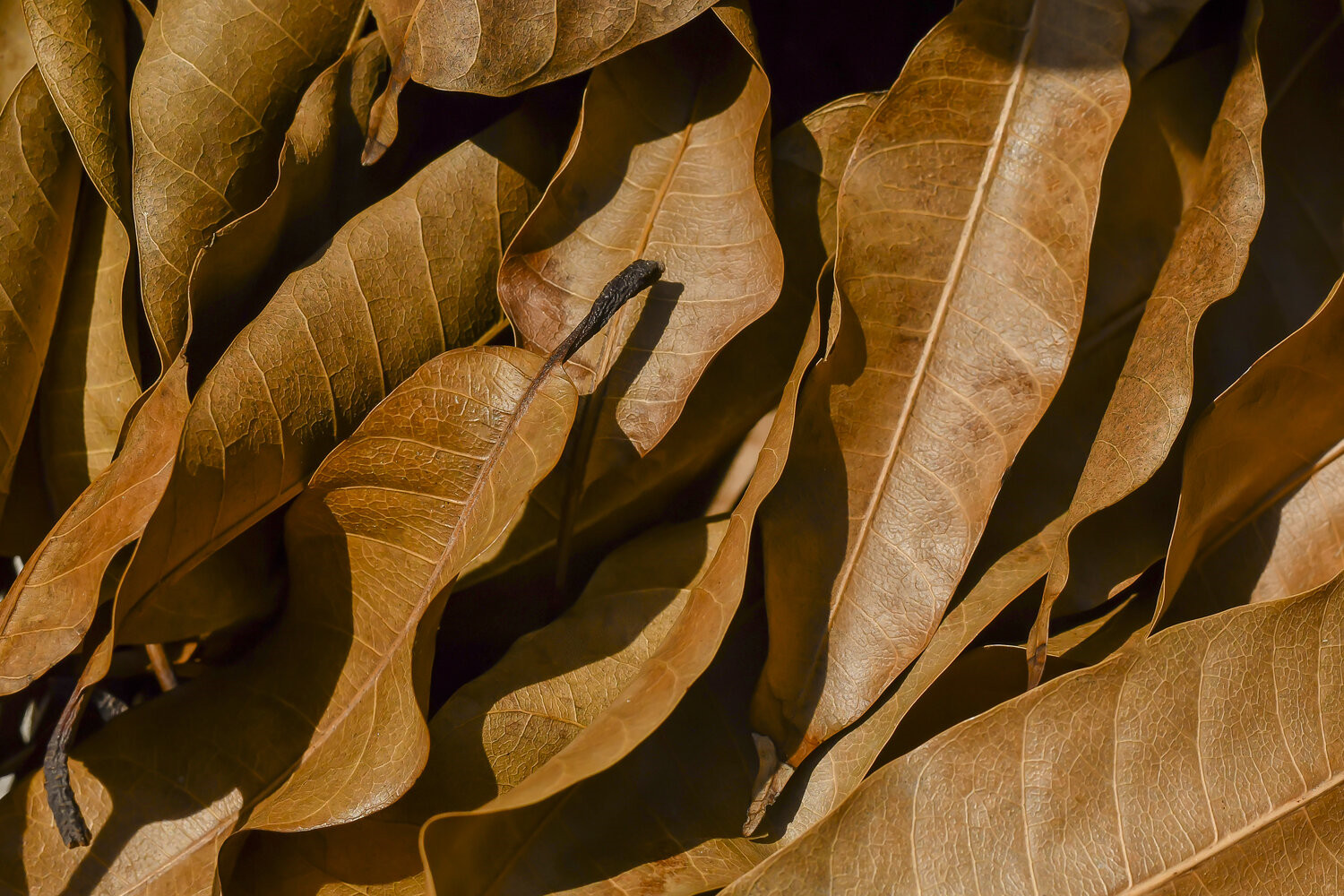 Dried Mango Leaves Natural from Ceylon for a healthy life Organic healthy Tea