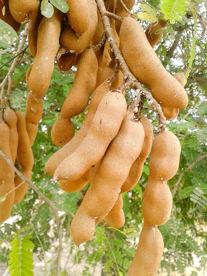 Ceylon Organic Tamarind Paste Without Seeds PREMIUM A Quality 25g FREE SHIPPING