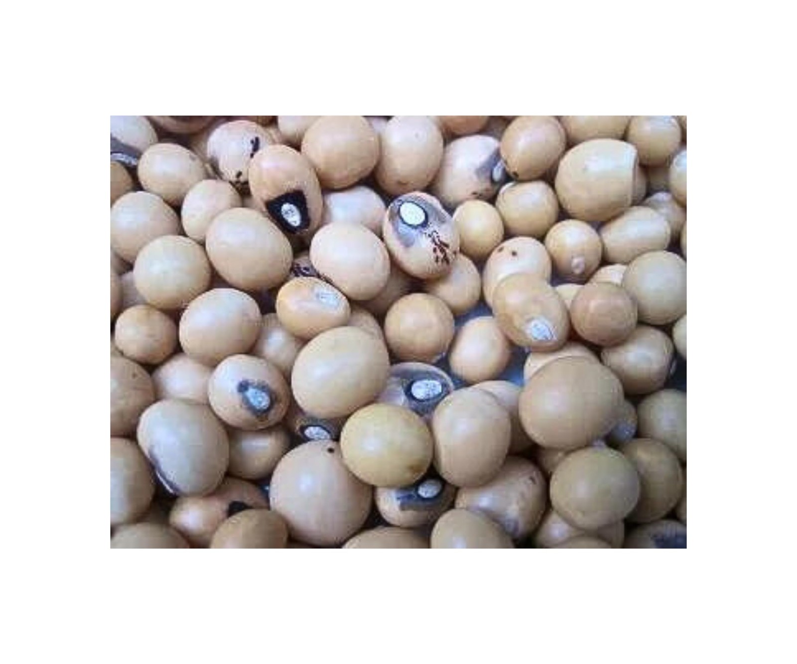 Obiji Foods Okpa Flour 1LB | 100% Natural ground Okpa Nuts | Bambara nuts |