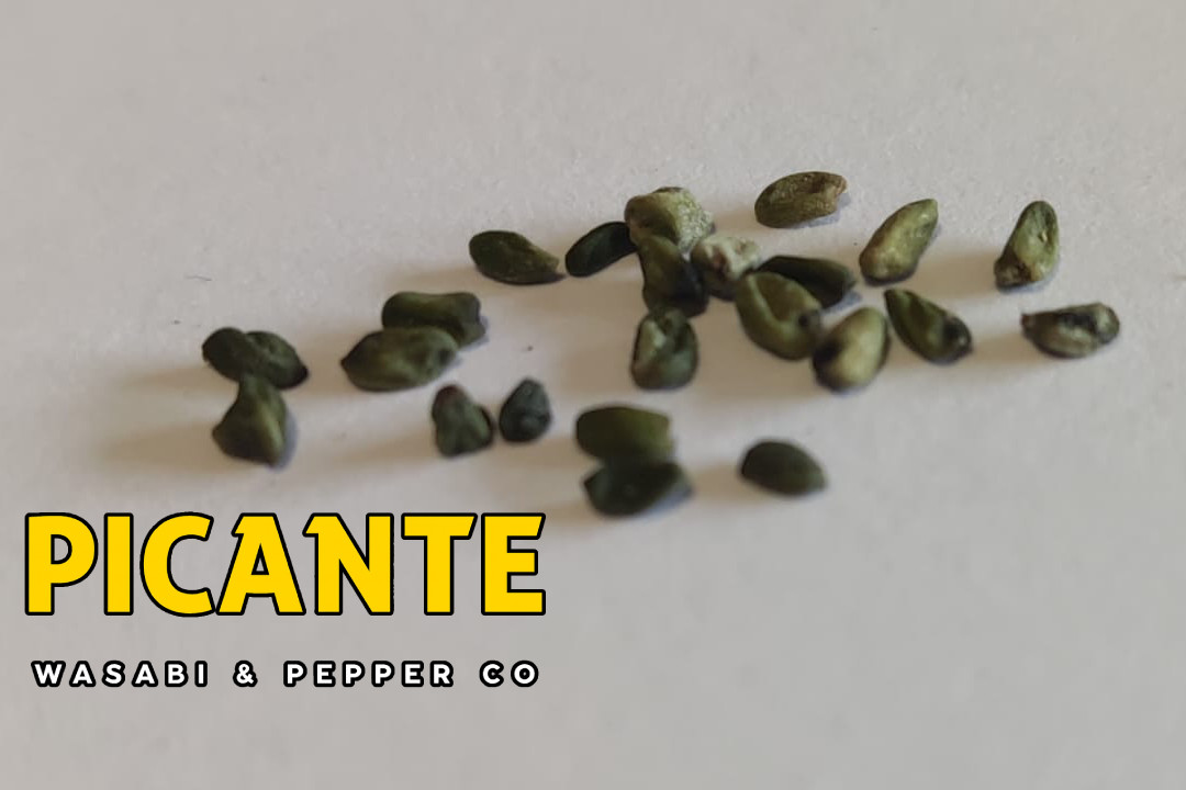 Real Wasabi Seeds (Wasabia japonica)