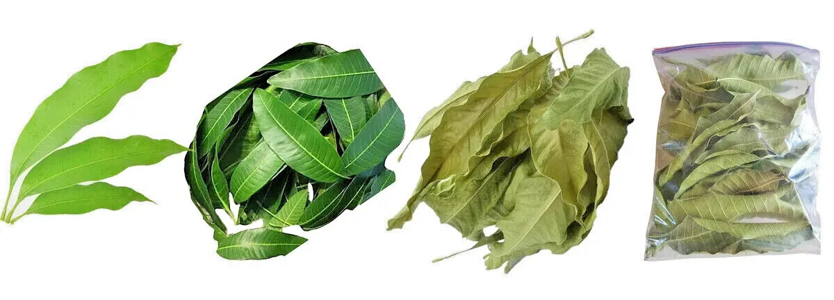 ORGANIC PURE CEYLON 100% NATURAL SUN DREIED MANGO HERBAL LEAVES 150Pcs