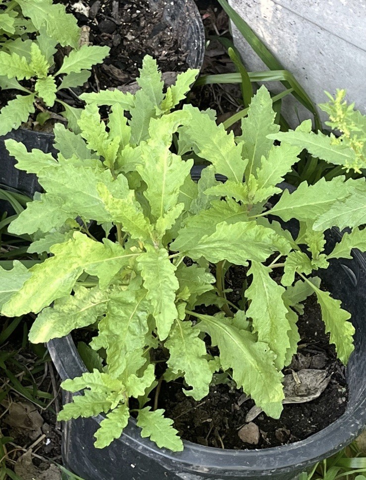 Epazote Leaves Mexican Epazote Leaves Item Weight 1 Oz