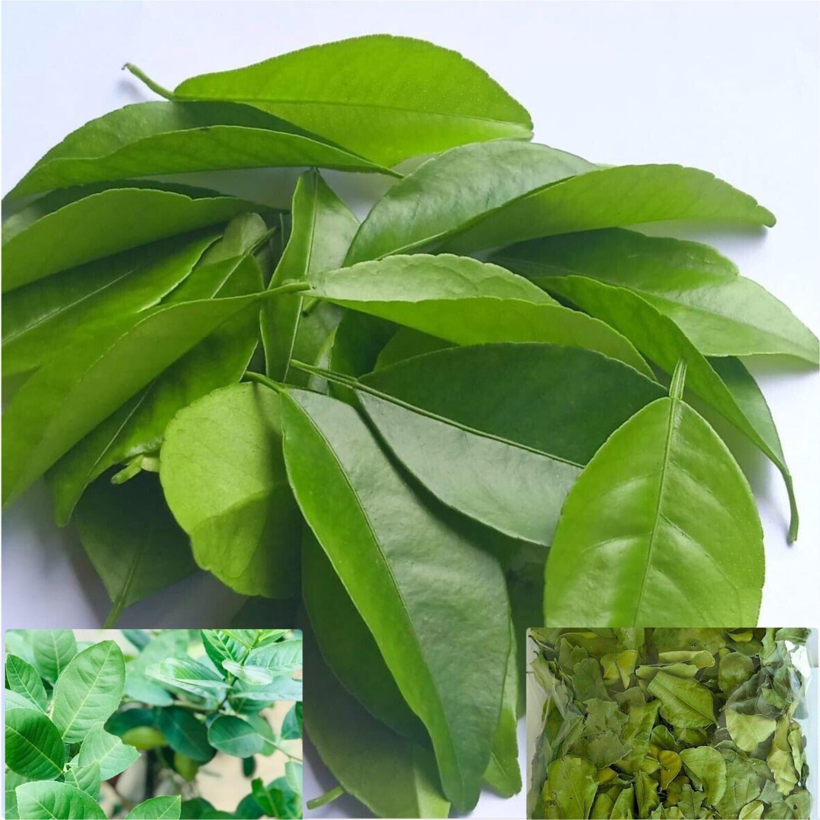 Lime Leaves Fresh Organic Ceylon Kaffir Picked Green Dried Herbal Lemon Leaf
