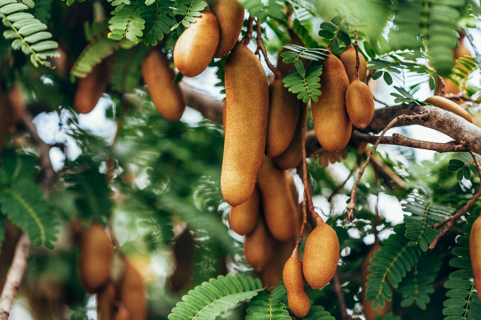 100% Pure Natural Ceylon Tamarind Paste Without Seeds PREMIUM Quality Grade A