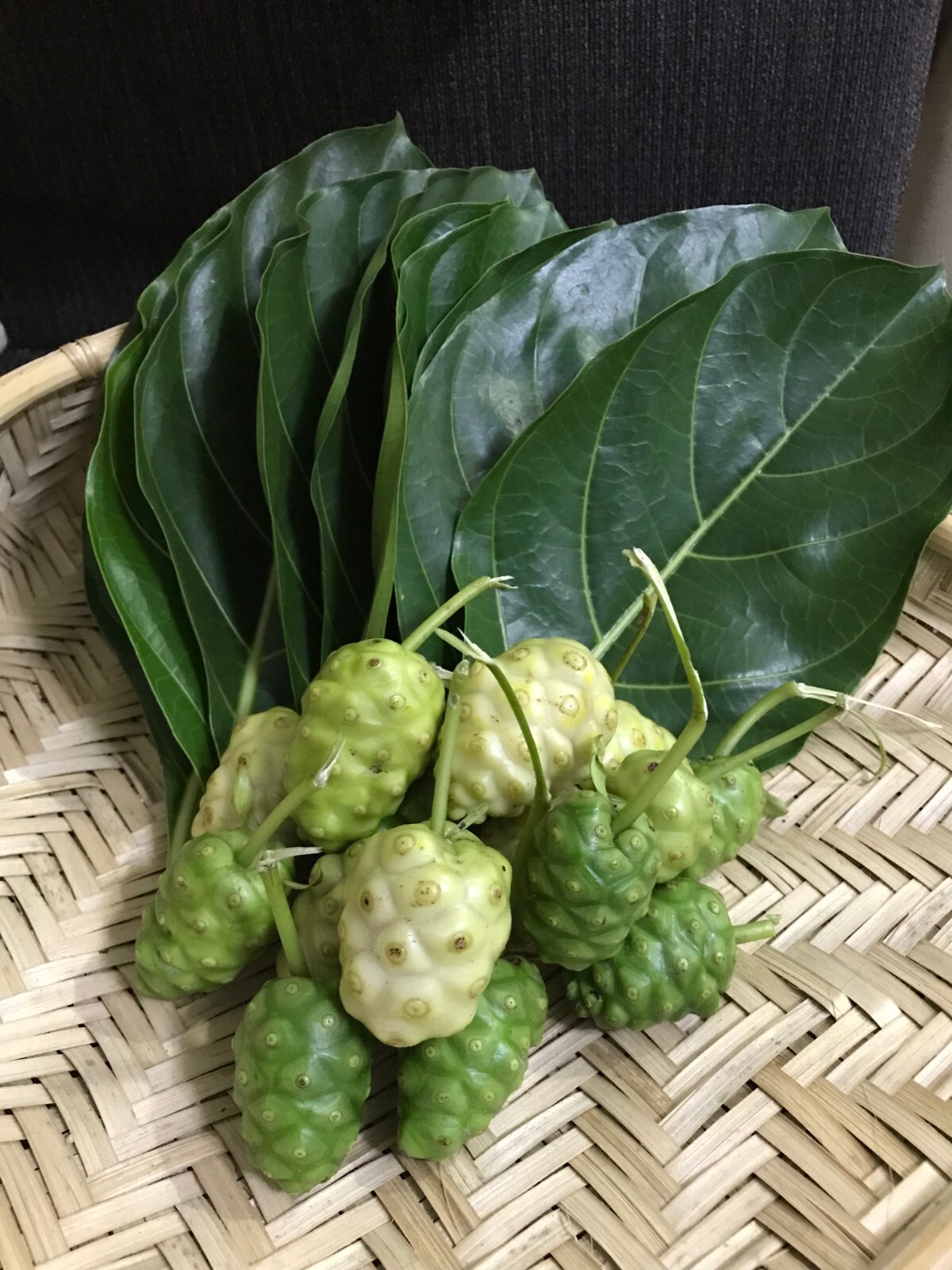 50pcsDry Noni leaves herbal tea 100% organic healthy drink (morinda citrifolia)