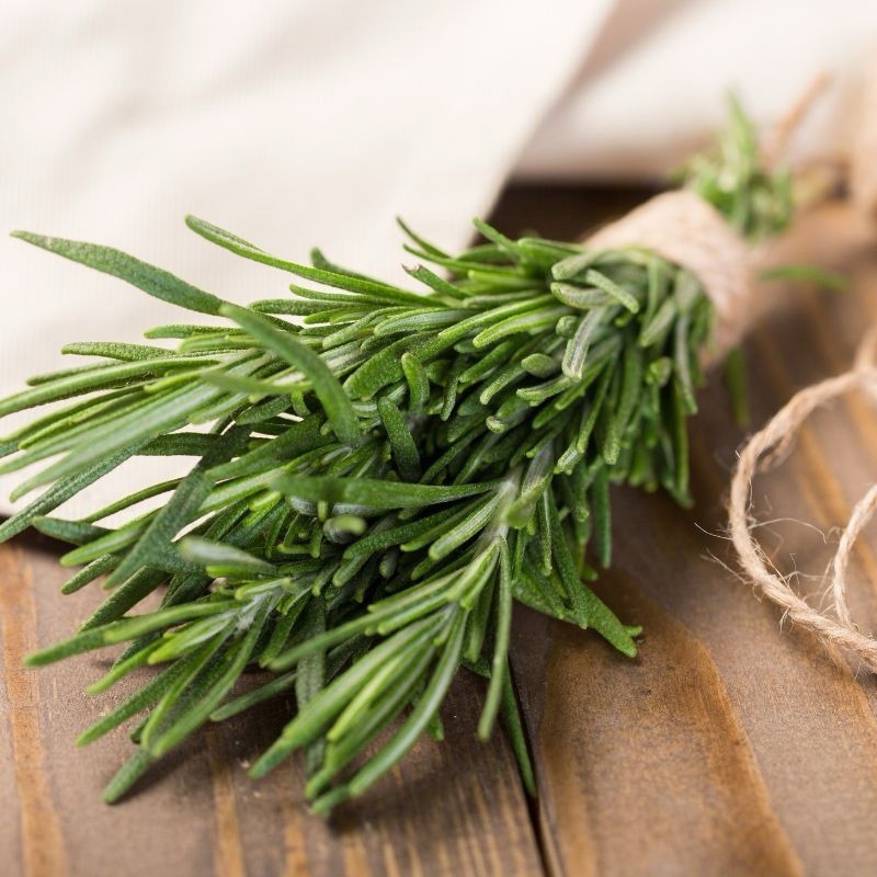 BBQ Rosemary Plant Live 4” Pot Fresh Culinary Herb for Grilling, Garden, Kitchen