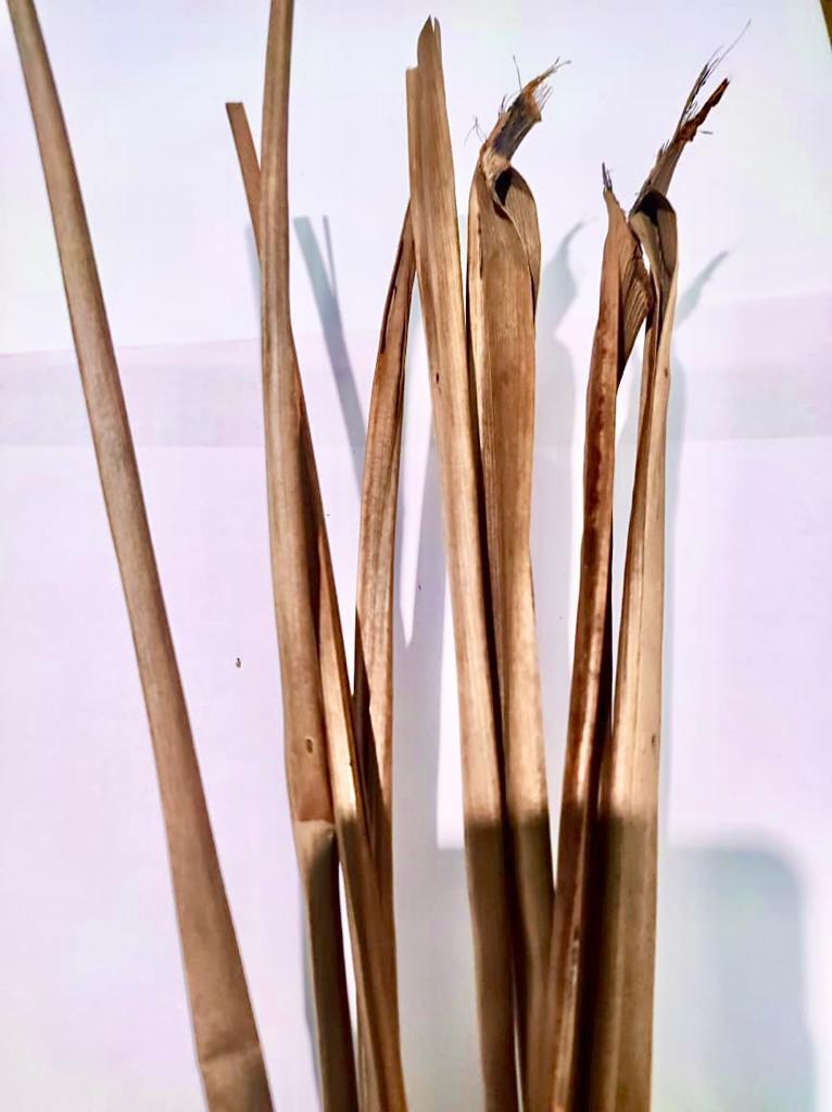 Coconut Leaves Dried Palm Organic Natural Cocos Leaf 100% Nucifera Ceylon 100%