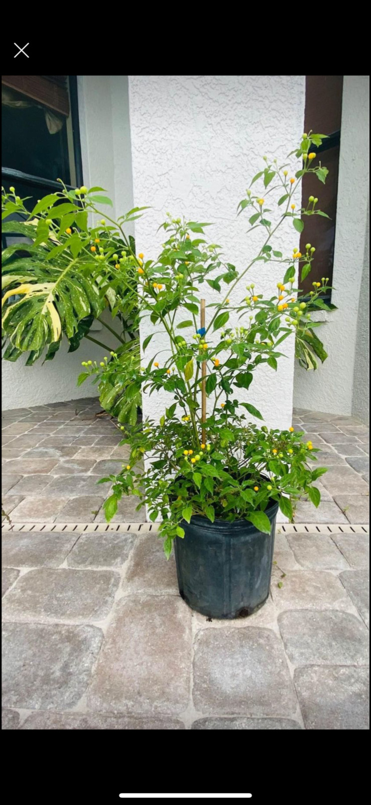 Charapita chilli live plant free shipping, Mother of chili’s