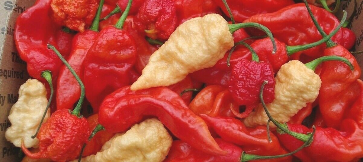 Dried Super Hot Peppers – Carolina Reaper / Ghost / Scorpion – Whole,Grown in TN