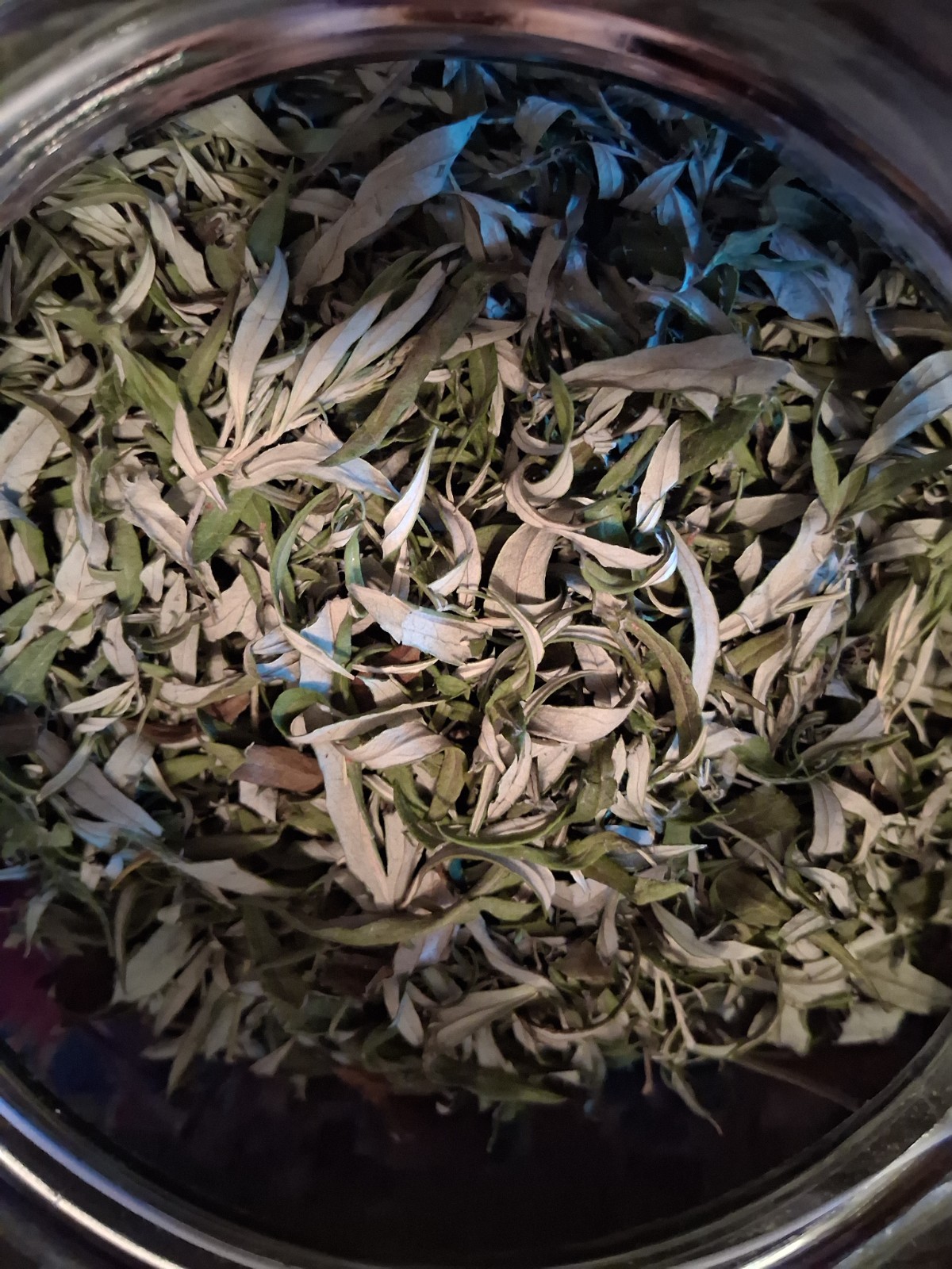 Premium Wildcrafted CURED Mugwort Leaf (Artemisia vulgaris) – Leaf Only