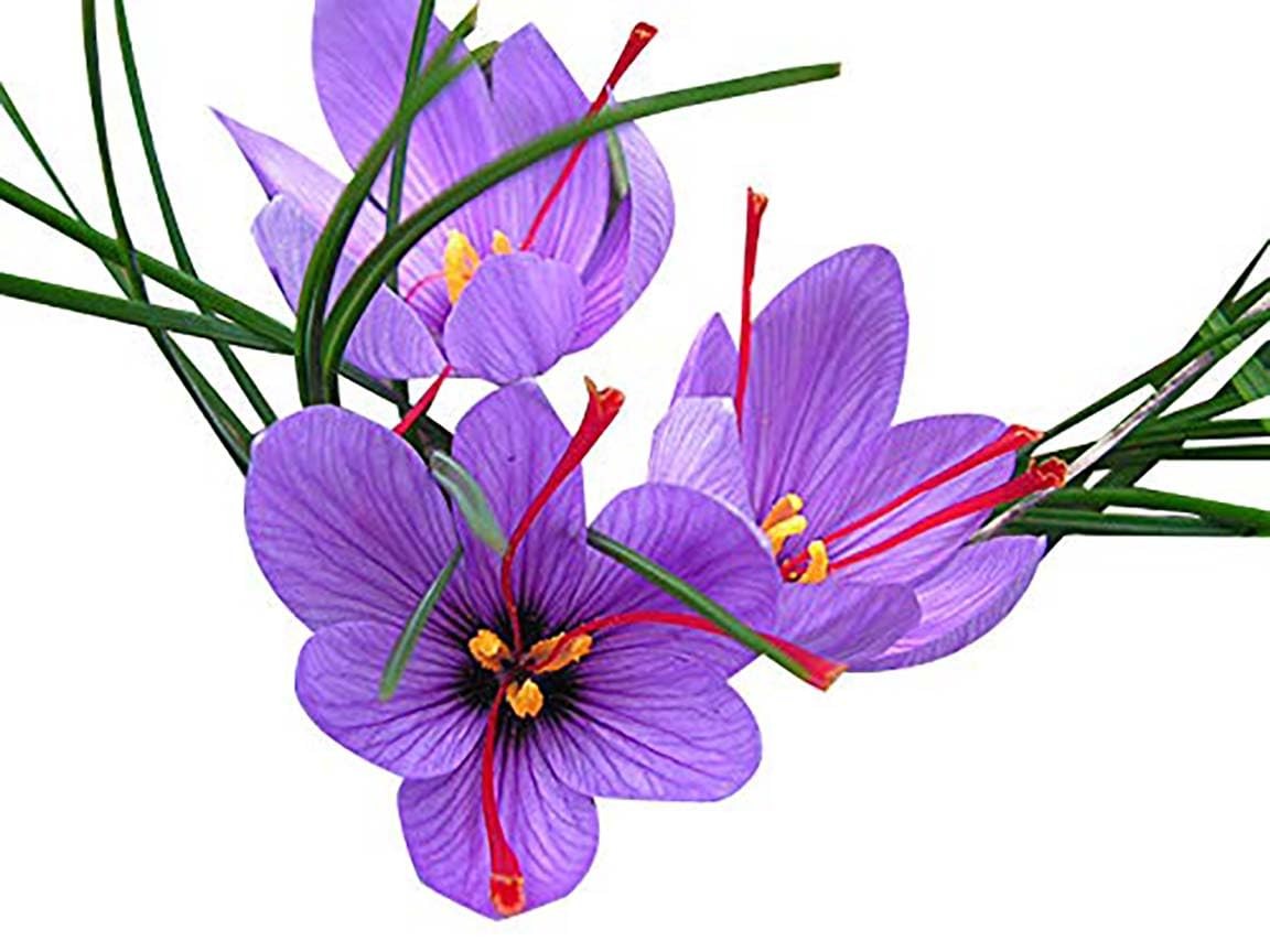 50 Saffron Crocus Sativus Corms Bulbs -Large 9 Cm Corms – Instructions Will b…