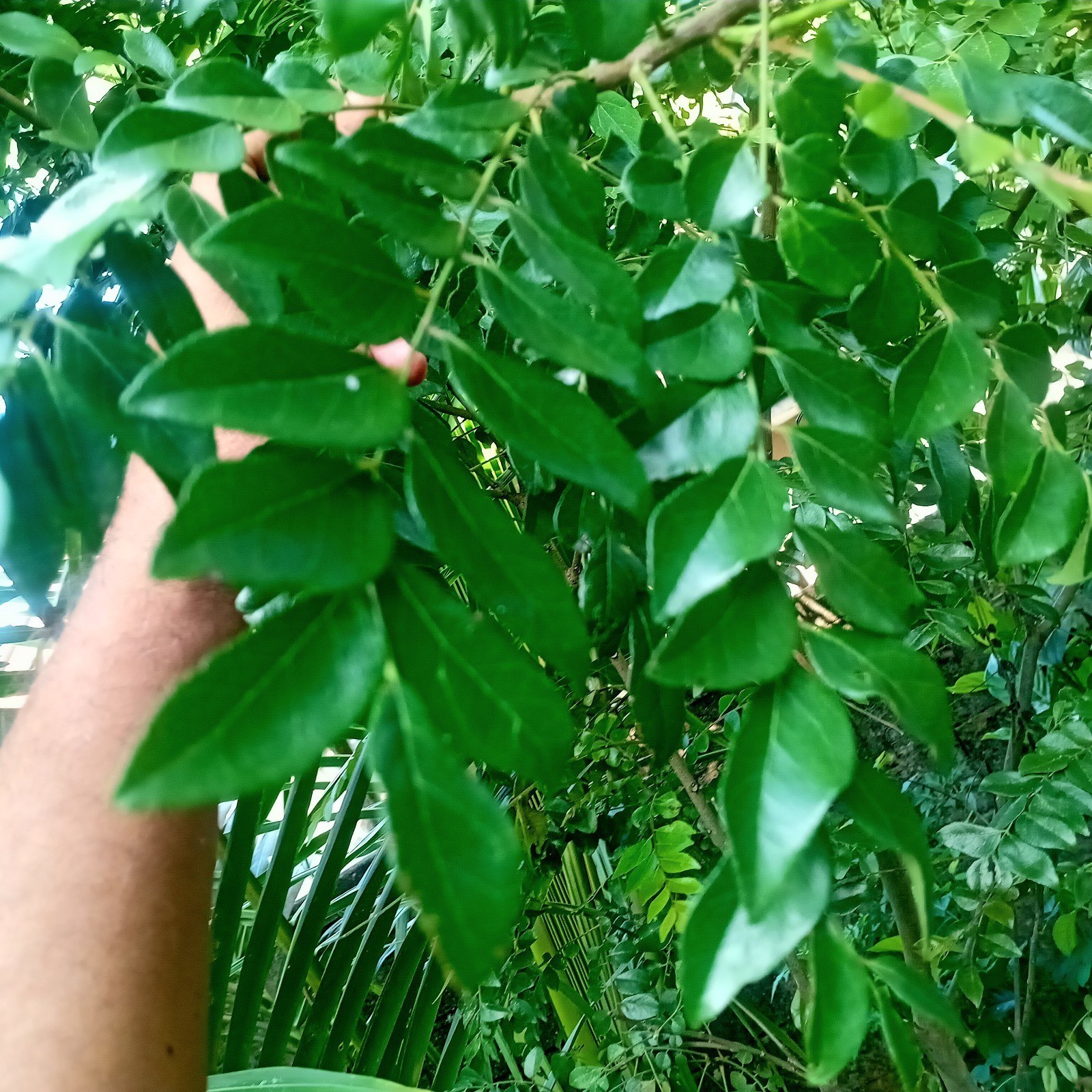 Dried organic Curry Leaves leaf Natural pure Premium quality [20g]