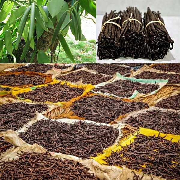 Organic Madagascar Vanilla Planifolia Bourbon Fresh Beans Pods Grade A 15cm-17cm